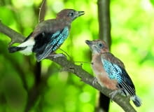 Podlotki sójek uczą sie od rodziców latania i zdobywania pokarmu. Podlotki sójek uczą sie od rodziców latania i zdobywania pokarmu.