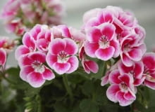 26.06.2009 ZABORZE K/KOSWIECIMIA PLANTPOL - FIRMA PRODUCENT ROSLIN - DZIEN OTWARTY ZDJECIA DLA : OGRODY , KWIETNIK N/Z PELARGONIUM ZONALE FLOWER FAIRY WHITE SPLASH FOT. MICHAL MUTOR / AGENCJA GAZETA