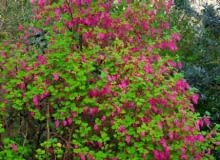 Porzeczka krwista (Ribes sanquineum) to dekoracyjny krzew o wysokości do 1,5 m. Liczne grona jego szkarłatnych kwiatów (do 8 cm dł.) pojawiają się już w kwietniu (odm. 'Brocklebanki' ma różowe kwiaty i żółtozielone liście). Nieliczne czarne owoce nie są smaczne. Porzeczka ta jest wrażliwa na mróz, należy więc ją sadzić w zacisznych miejscach Porzeczka krwista (Ribes sanquineum) to dekoracyjny krzew o wysokości do 1,5 m. Liczne grona jego szkarłatnych kwiatów (do 8 cm dł.) pojawiają się już w kwietniu (odm. 'Brocklebanki' ma różowe kwiaty i żółtozielone liście). Nieliczne czarne owoce nie są smaczne. Porzeczka ta jest wrażliwa na mróz, należy więc ją sadzić w zacisznych miejscach