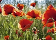 Mak polny (Papaver rhoeas)