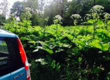 Barszcz Sosnowskiego Barszcz Sosnowskiego