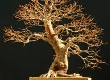 Bonsai. To także zminiaturyzowana lipa, ale w stroju zimowym. bonsai