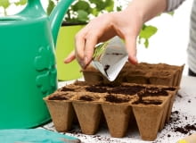 Rozmnażanie roślin