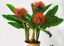 Kwitnący krasnokwiat białokwiatowy Kwitnący krasnokwiat białokwiatowy