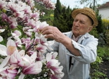 Punkt postojowy przy ul. 3 Maja 17: młody okaz odmiany 'Rustica Rubra' 18.03.2008 CIESZYN SEZON NA MAGNOLIE W CIESZYNIE ROZPOCZETY SZLAK " NAJPIEKNIEJSZE MAGNOLIE ROSNA W CIESZYNIE " N/Z PAN JERZY SZMEK I JEGO MAGNOLINA Z NUMEREM 7 NA TRASIE SZLAKU / MAGNOLIE TURYSTYKA SZLAK NAJPIEKNIEJSZE DRZEWO KWIATY ZAKWITANIE WIOSNA FOT. PAWEL SOWA / AGENCJA GAZETA PLYTA KATOWICE NR 213