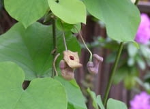 Kokornak wielkolistny (Aristolochia macrophylla). Pnącza