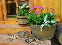 Davinci uwielbia wylegiwać się na drewnianych schodach przed altaną.