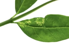 Zmienik. Objawy. Na młodych liściach widać nakłucia, obok - żółte plamki oraz zmarszczki. Zmiany te powstają pod wpływem żerowania larw i dorosłych osobników. Zabiegi. Opryskiwania rozpoczynamy po wystąpieniu pierwszych uszkodzeń, stosując preparaty do zwalczania mszyc. SONY DSC8BIM%G<X}Y