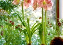 Hipeastrum (Hippeastrum) Jego pęd kwiatostanowy dorasta do wysokości 50-60 cm i zwieńczony jest kilkoma wielkimi kwiatami. Zdobią one roślinę wczesną wiosną. Szablaste liście utrzymują się do września, potem zasychają. Cebule przechowujemy w temperaturze ok. 10°C, a po okresie spoczynku sadzimy je ponownie w grudniu lub styczniu. ONE TIME USE ONLY DO JEDNORAZOWEGO UZYCIA