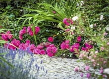 Róża okrywowa 'PALMENGARTEN FRANKFURT' - ma dość duże kwiaty o średnicy ok. 6 cm. Rozwijają się w czerwcu i jesienią. Krzewy dorastają do 0,7 m wysokości i szerokości. Wymagają ściółkowania na zimę. hr-a SLOWA KLUCZOWE: Fairy Flower kwiat kwiaty poziom horizontal lovely róża roza rosa roses lato sumer cocer okrywowe pink różowy rozowy