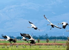 ŻURAWIE lecą w kluczach lub skośnych szeregach, wydając donośny głos zwany klangorem.