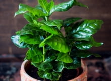 Drzewko kawowe Drzewko kawowe