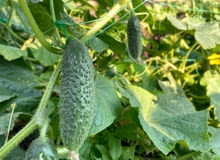 Podwiązywanie ogórków