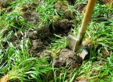 Rośliny na zielony nawóz Rośliny na zielony nawóz