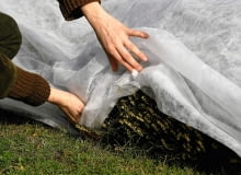 Agrowłóknina chroni przed mrozem i trochę cieniuje. Z wrzośców, które kwitną na przedwiośniu, musimy ją zdjąć wcześnie. 12.10.2005 WARSZAWA BYLINIARNIA SZKOLA GLOWNA GOSPODARSTWA WIEJSKIEGO ( SGGW ) PRACE OGRODOWE PORZADKOWE KROK PO KROKU JESIEN FOT. WOJCIECH SURDZIEL / AGENCJA GAZETA KWIETNIK NR 11 (143) - 11 2006 SLOWA KLUCZOWE: OGRODNICTWO ZDJĘCIE DO WKŁADKI: KWIETNIK NR 11 (143) - CZASOPISMA