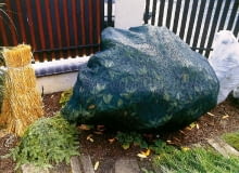 OKRYWANIE PIELEGNACJA JESIEN WLOKNINA ROZANECZNIK RODODENDRON RHODODENDRON KRZEW LISCIASTY ZIOMOZIELONY FOT. PATRYCJA KORCZAK WODNICKA PUBLIKACJA OGRODY NR 10 (54) - 10.2003