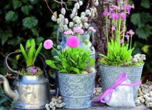 Pierwsze zwiastuny wiosny na balkonie i/lub tarasie Kwiaty na balkonie