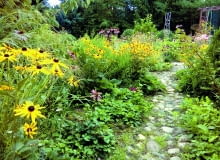 Spora część moich roślin to samosiejki, świetnie podkreślające wiejski charakter ogrodu.