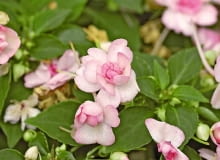 22.05.2007 WARSZAWA CENTRUM OGRODNICZE - NIECIERPKI