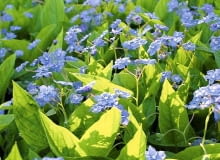 Ułudka wiosenna (Omphalodes verna) idealnie nadaje się do zadarniania półcienistych miejsc 25.04.2005 WARSZAWA OMPHALODES VERNA ULUDKA WIOSENNA BYLINA ROSLINA OKRYWOWA KOLOR NIEBIESKI