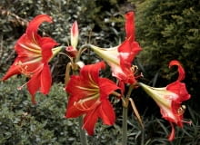 Hipeastrum Hipeastrum