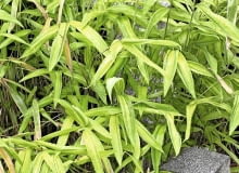 Bambus do ogrodu Bambus do ogrodu