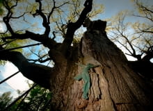 Dąb Bartek Dąb Bartek