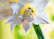 SLOWA KLUCZOWE: Budded Budding Buds Flower Flowers JEWEL Amaryllis Hippeastrum Blossom Nature Plant Red Blossoming Blooming Flowerhead Flower Cut Blossoms Close Up