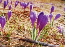 Krokus to jeden z najbardziej znanych zwiastunów wiosny przedwiośnie w ogrodzie, ogród, rośliny ogrodowe