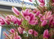 Callistemon salignus tworzy kwiatostany długości ok. 20 cm Callistemon salignus tworzy kwiatostany długości ok. 20 cm