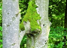 Gałąź buka rosnącego z lewej strony wrosła w pień tego z prawej. Ich wiązki przewodzące się połączyły i soki przepływają z jednego do drugiego drzewa.