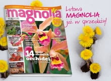 Magazyn Magnolia Magazyn Magnolia