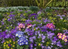 ]Spring Crocus Aconites Polyanthus and snowdrops flowering in Garden Setting Norfolk, February
