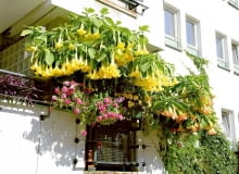 BALKON TARAS ROSLINY KWIATY BIELUN DATURASTYLIZACJA AGNIESZKA OSAK-REJMERFOT. SYLWESTER REJMERPUBLIKACJA CZTERY KATY NR 4 (198) - 4 2008 - BALKONY W KWIATACH