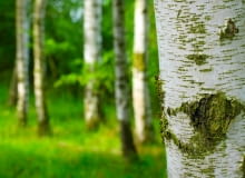 Tkanka pod korą drzewa - łyko Tkanka pod korą drzewa - łyko