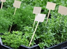 Sadzonki sałaty i ziół, nadające się od razu do spożycia powinny być dobrze rozrośnięte. Lepiej, żeby jeszcze nie kwitły.