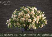 Róża odmiana Pastella Róża odmiana Pastella