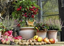 Balkon pełen jesiennych kwiatów - wrzosów, golterii, cyklamenów - może być piękny aż do zimy. Ale cyklameny, chryzantemy drobnokwiatowe i inne kwiaty wrażliwe na mróz lepiej przenosić na noc pod dach, żeby dłużej pozostały piękne Balkon pełen jesiennych kwiatów - wrzosów, golterii, cyklamenów - może być piękny aż do zimy. Ale cyklameny, chryzantemy drobnokwiatowe i inne kwiaty wrażliwe na mróz lepiej przenosić na noc pod dach, żeby dłużej pozostały piękne