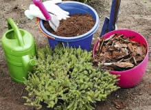 wrzosowisko OLYMPUS DIGITAL CAMERA