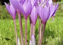 Zimowit jesienny, podobnie jak krokus, najpiękniej prezentuje się na trawniku