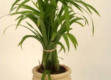 10.05.2004 WARSZAWA ANIN CENTRUM OGRODNICZE SWIAT ROSLIN ROSLINY DONICZKOWE PAPIRUS