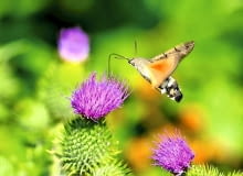 Ćmy. Fruczak gołąbek to najczęściej spotykany polski 'koliber'. Chętnie odwiedza nie tylko osty, ale również floksy i pelargonie