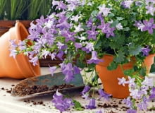 Dlaczego dzwonek blednie?