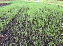Biodegradowalna trawa z rolki od CBRTP Biodegradowalna trawa z rolki od CBRTP