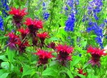 W ogrodzie nie ma wytyczonych rabat - pysznogłówki i ostróżki tworzą barwny gąszcz. W ogrodzie nie ma wytyczonych rabat - pysznogłówki i ostróżki tworzą barwny gąszcz.