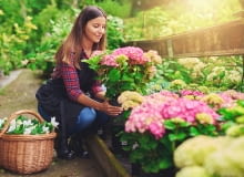 Przesadzanie hortensji Przesadzanie hortensji