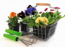 W marcu zaczynamy rozsadę kwiatów balkonowych W marcu zaczynamy rozsadę kwiatów balkonowych