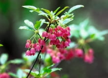 Enkiant dzwonkowaty jest mieszkańcem północnych obszarów Japonii. Rośnie także w Chinach, u podnóża Himalajów Enkianthus 'Red Velvet' SLOWA KLUCZOWE: wrzosowate