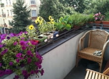 Ten balkon zdobią głównie rosliny sezonowe, które marnieją z nadejśćiem mrozu.Zniszczone pędy trzeba uprzatnąć. balkon, surfinie, słoneczniki