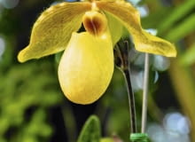 sabotek, storczyk sabotek, storczyk